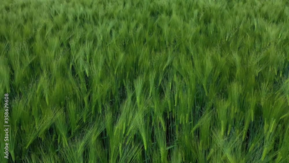 Growing farm plants background. Green spikelets swaying on the wind. Fresh green grass on the meadow. Agriculture in spring. Growing farm plants background. Green spikelets swaying on the wind. Fresh green grass on the meadow. Agriculture in spring.