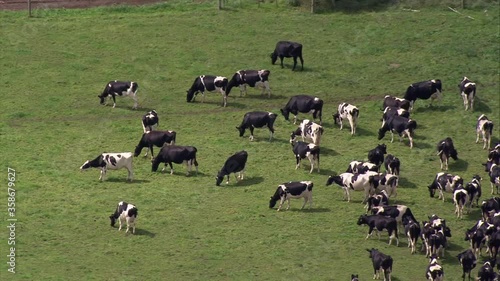 Wallpaper Mural Aerial of cows, New Zealand  Torontodigital.ca