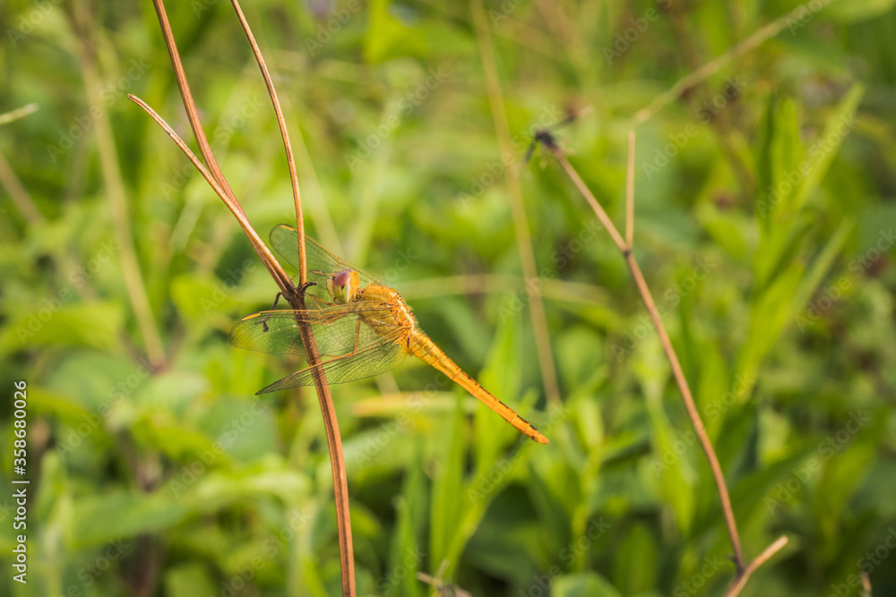 Macro image of Yellow dragonfly resting on a twig alone in the morning Macro image of Yellow dragonfly resting on a twig alone in the morning