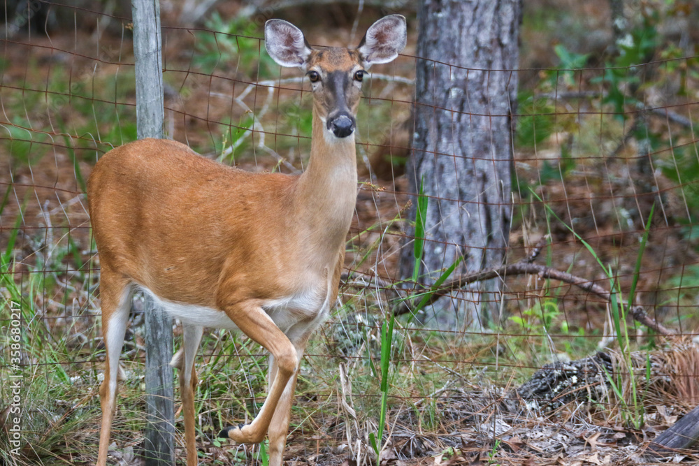 White-tailed Deer exploring the woods in Melrose, Florida White-tailed Deer exploring the woods in Melrose, Florida