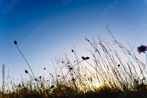 Nice background of flowers at sunset with the horizon