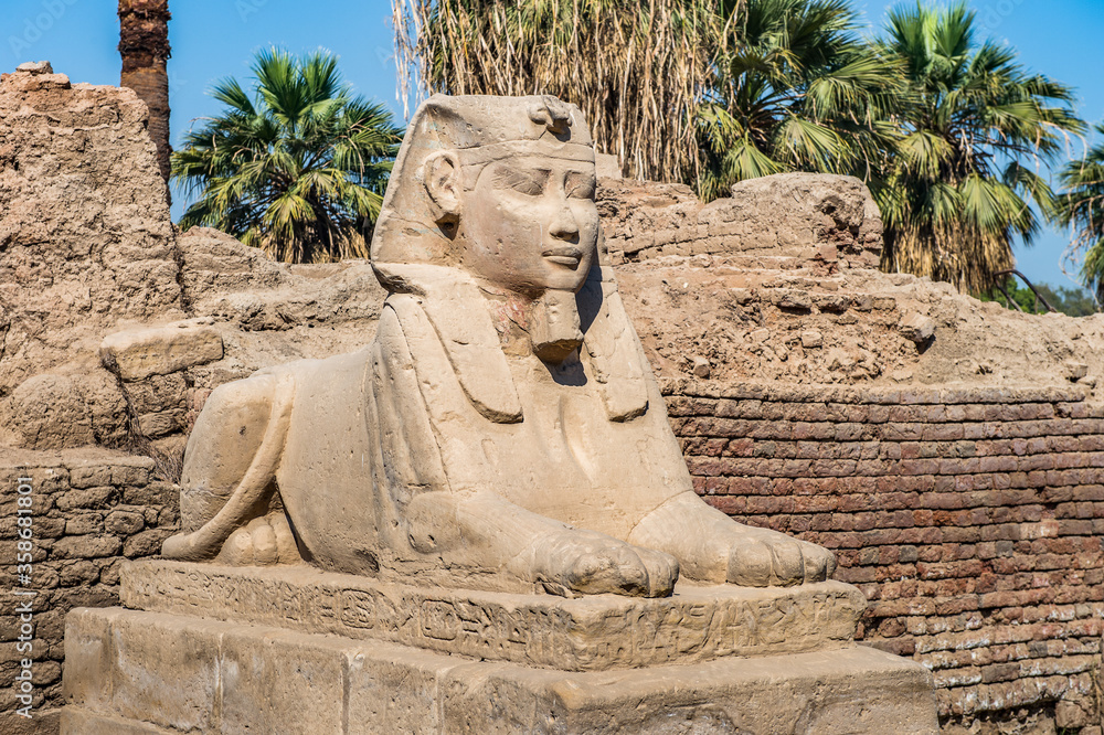 It's Sphinx stuatue of the sphinx alley of the Luxor Temple, a large Ancient Egyptian temple, East Bank of the Nile, Egypt. UNESCO World Heritage