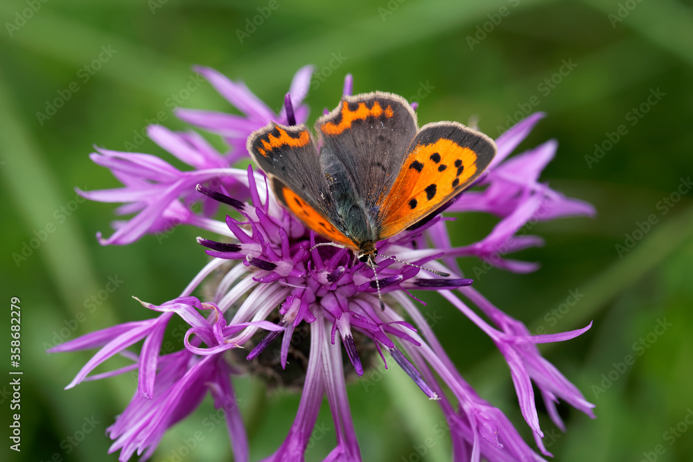 Obraz premium A Small Copper Butterfly nectaring on a Thistle flower.