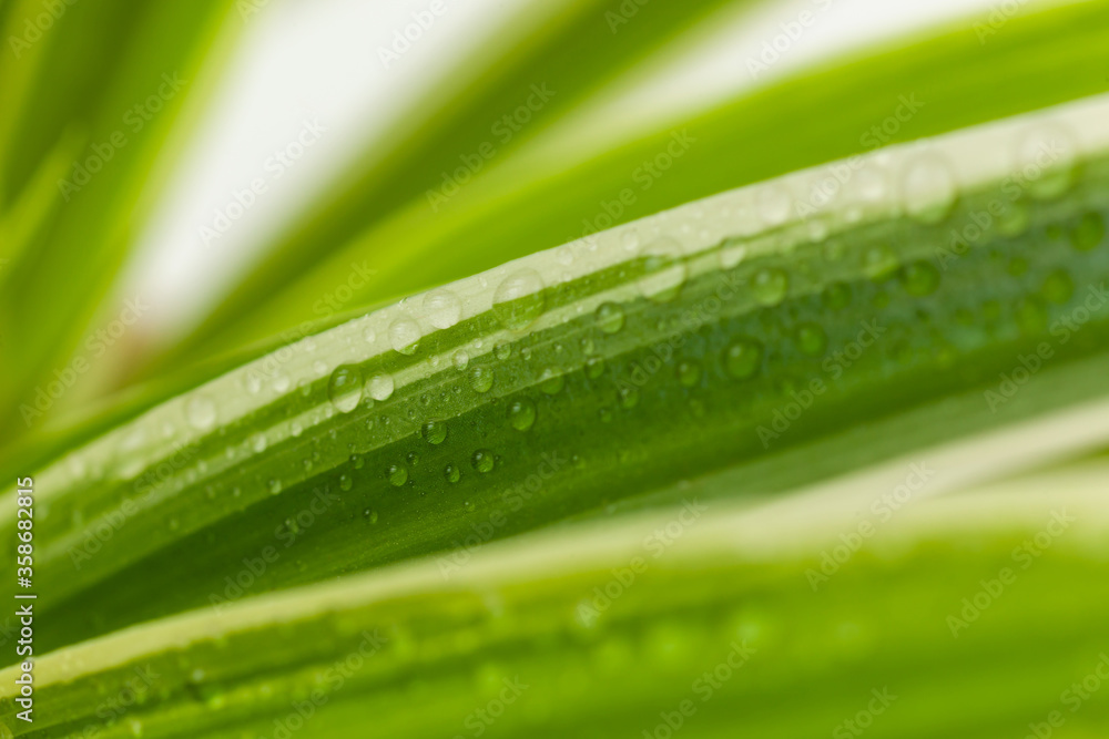 Flower leaves chlorophytem close-up with water droplets, used as background or texture Flower leaves chlorophytem close-up with water droplets, used as background or texture