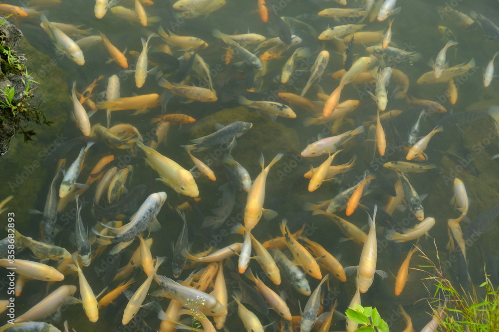 golden yellow fish on the surface of the lake. there are tilapia