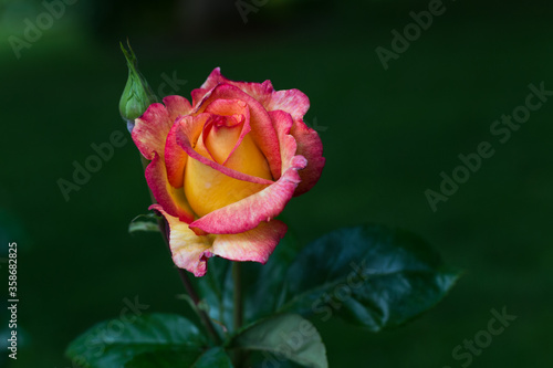 Fototapeta Naklejka Na Ścianę i Meble -  Beautiful yellow brushed by deep pink Hybrid Tea Rose Sheila's Perfume flower and buds in rose garden