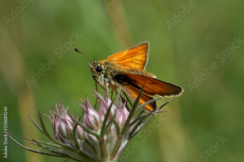 A Essex Skipper Butterfly perched on a flower bud.