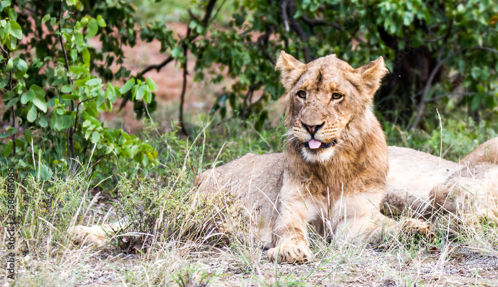 Funny portrait of an adolescent lion sticking its tongue put at the photographer in the Kruger Park, South Africa