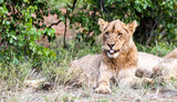 Funny portrait of an adolescent lion sticking its tongue put at the photographer in the Kruger Park, South Africa