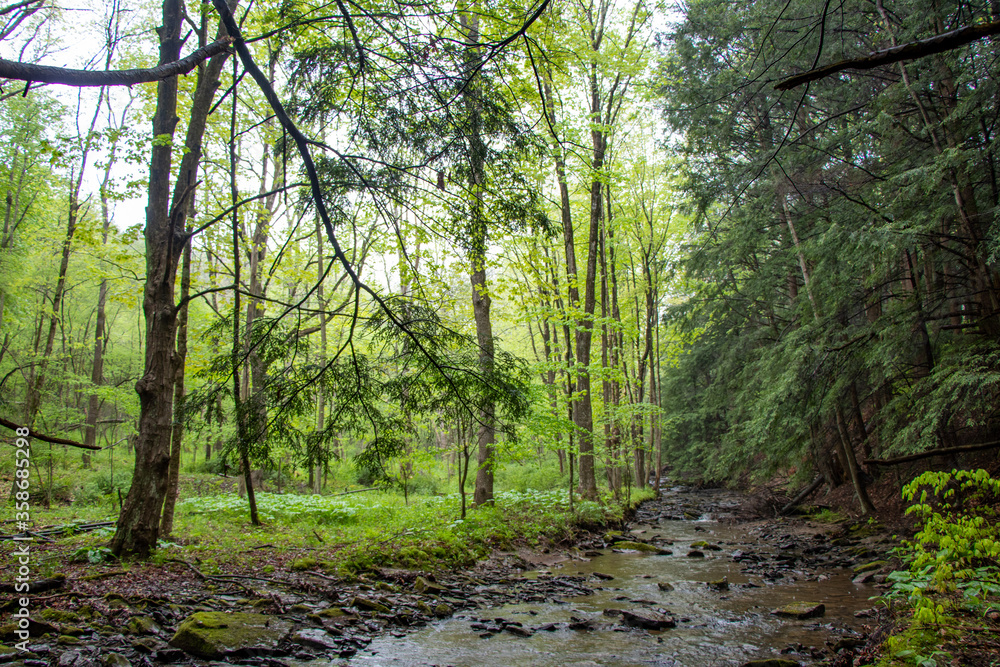 Forest landscape with a creek in Pennsylvania