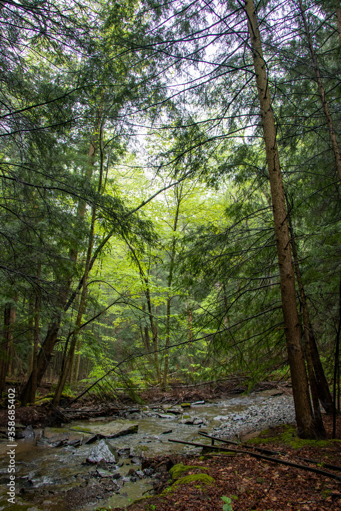 Forest landscape with a creek in Pennsylvania Forest landscape with a creek in Pennsylvania