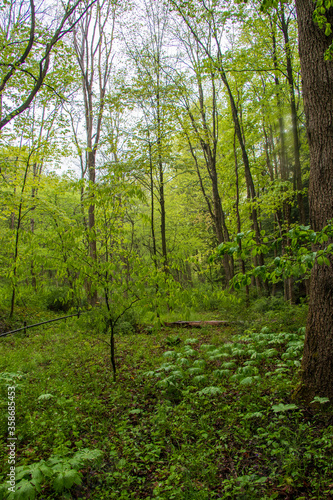 Pennsylvania forest landscape