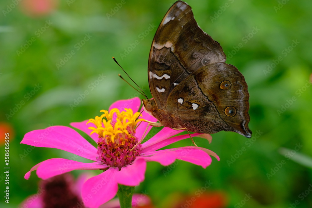 Fototapeta premium a tropical butterfly alighted on pink zinnia flowers. The butterfly sucks on honey flowers or nectar for its food. this is a symbiosis between a butterfly and a flower. macro photography.
