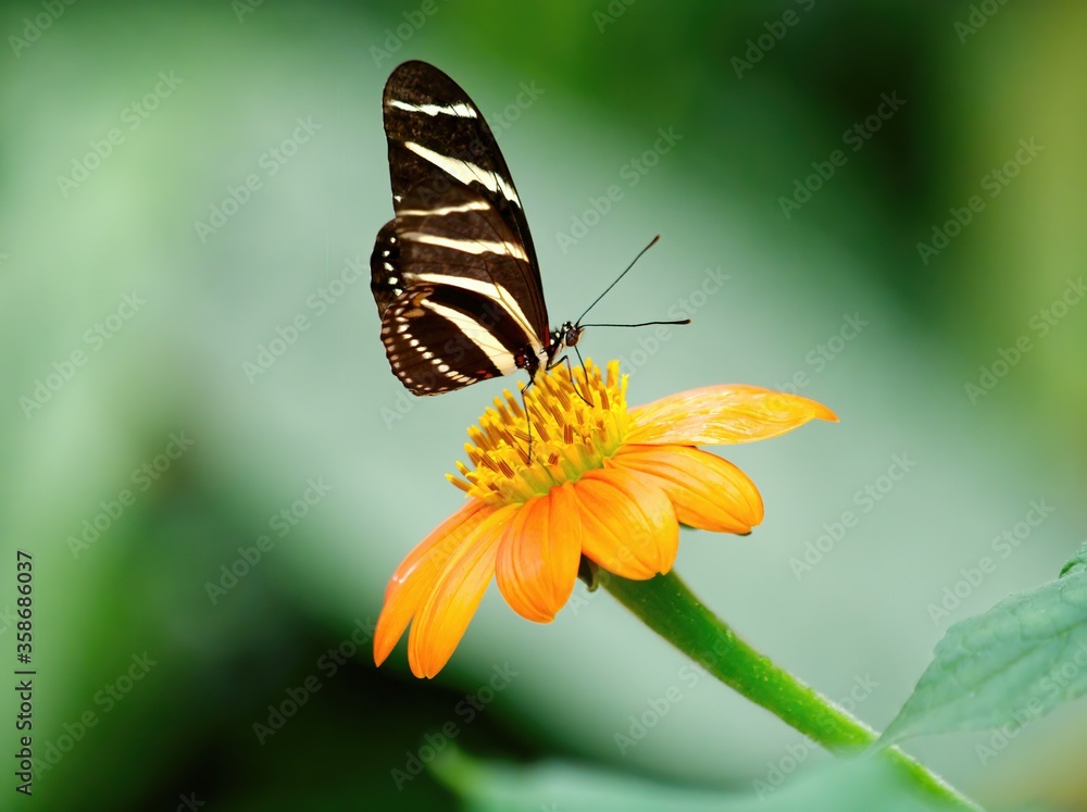 Fototapeta premium Pair of Zebra Butterflies (Heliconius charithonia) on the yellow flower against blurred background