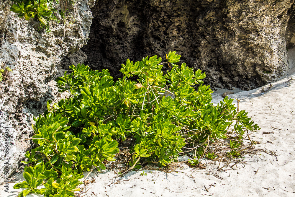 Plants and trees on the beach in Okinawa_07