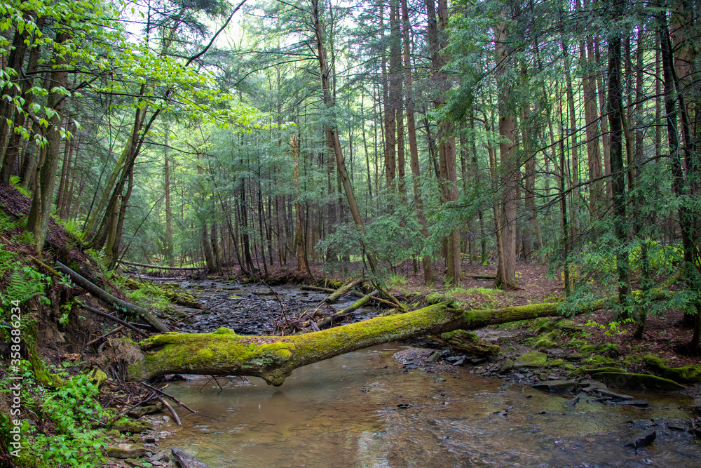 Obraz premium Forest landscape with a creek in Pennsylvania