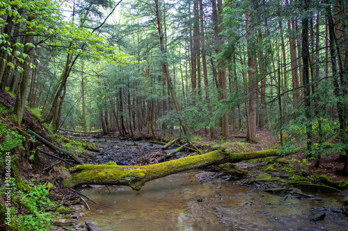 Forest landscape with a creek in Pennsylvania