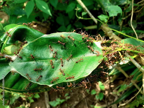 Red ants make a nest with leaves, with create an area by leaf attached to a white spit, and a large area along the branches on the lemon tree, animals help each other work as a team.