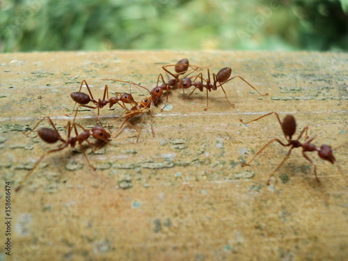 Red ants on trees, small animal team, helping friends injured and dead, on a large brown bamboo trunk, close-up focus photography concept, garden in the Thailand. © Priyaporn