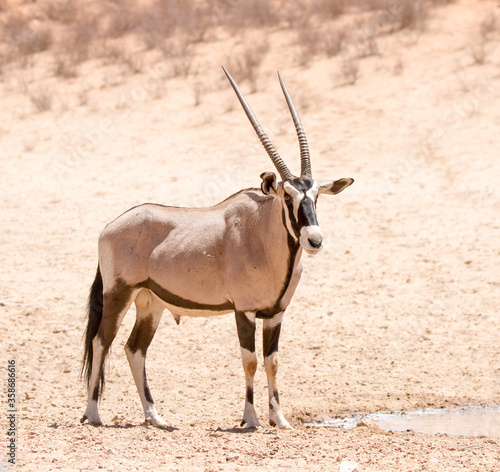 Gemsbok bull (oryx) at waterhole in the Kgalagadi Park, Kalahari South Africa