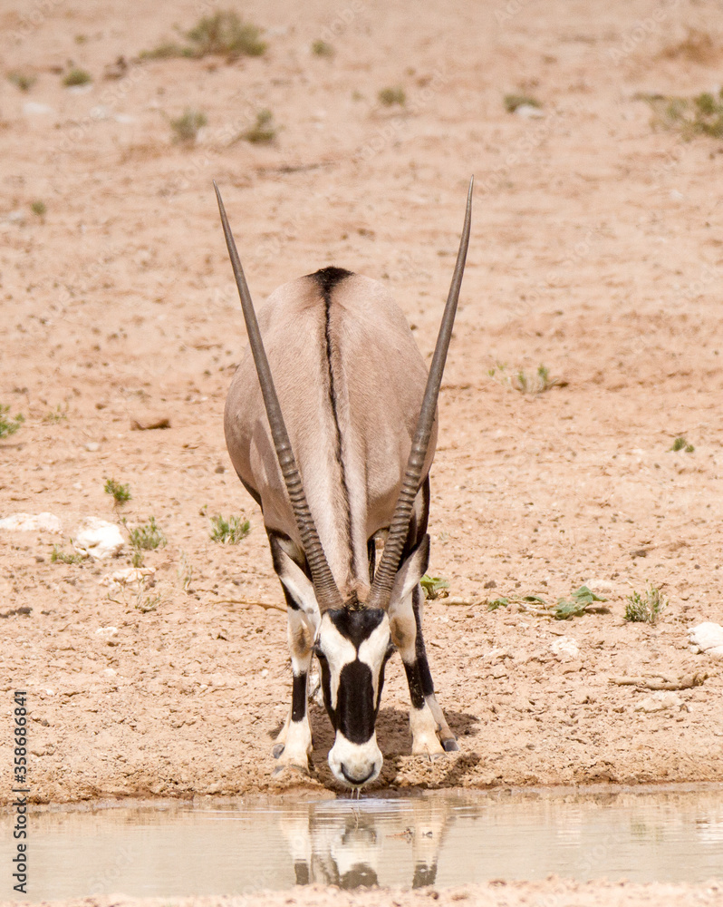 Φωτογραφία Gemsbok bull (oryx) at waterhole in the Kgalagadi Park, Kalahari South Africa