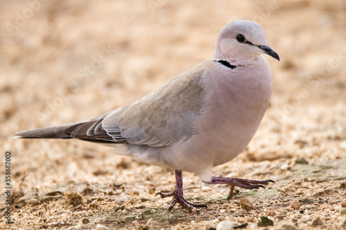 Cape Turtle-dove walking in suburban garden South 
Africa