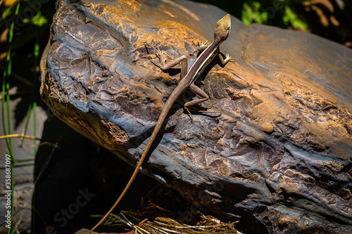 Longtail Dragon inside Knox Gorge, Karijini National Park, Western Australia, Australia