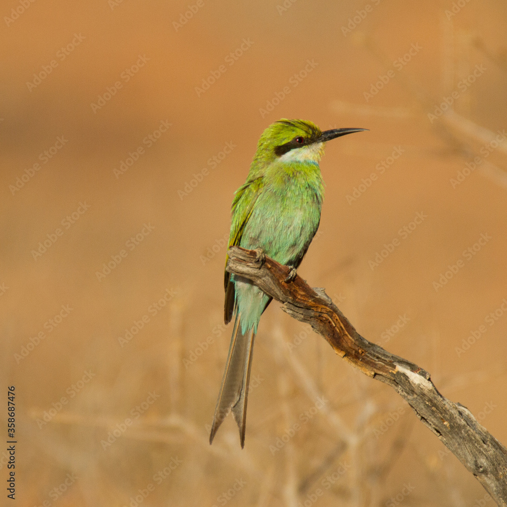 Swallow-tailed Bee-eater posing on a branch in the Kgalagadi Park, Kalahari desert, South Africa