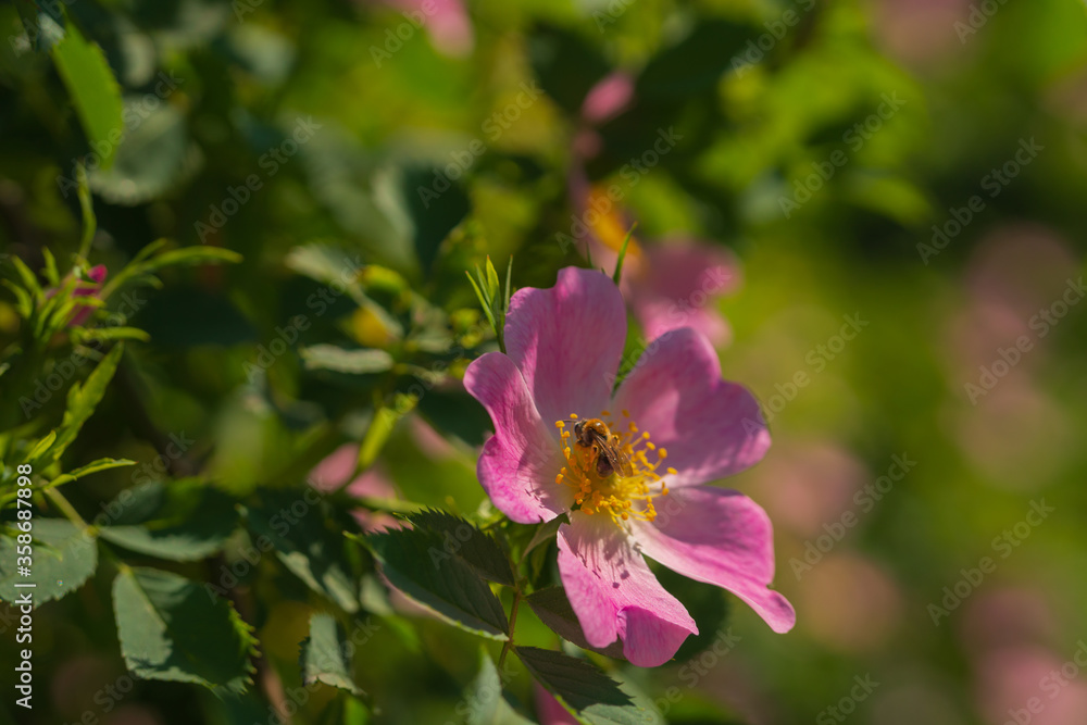 Pink rosehip blooms in the garden or park. Green leaves in the sun. Summer mood. A bee sitting on a flower Pink rosehip blooms in the garden or park. Green leaves in the sun. Summer mood. A bee sitting on a flower