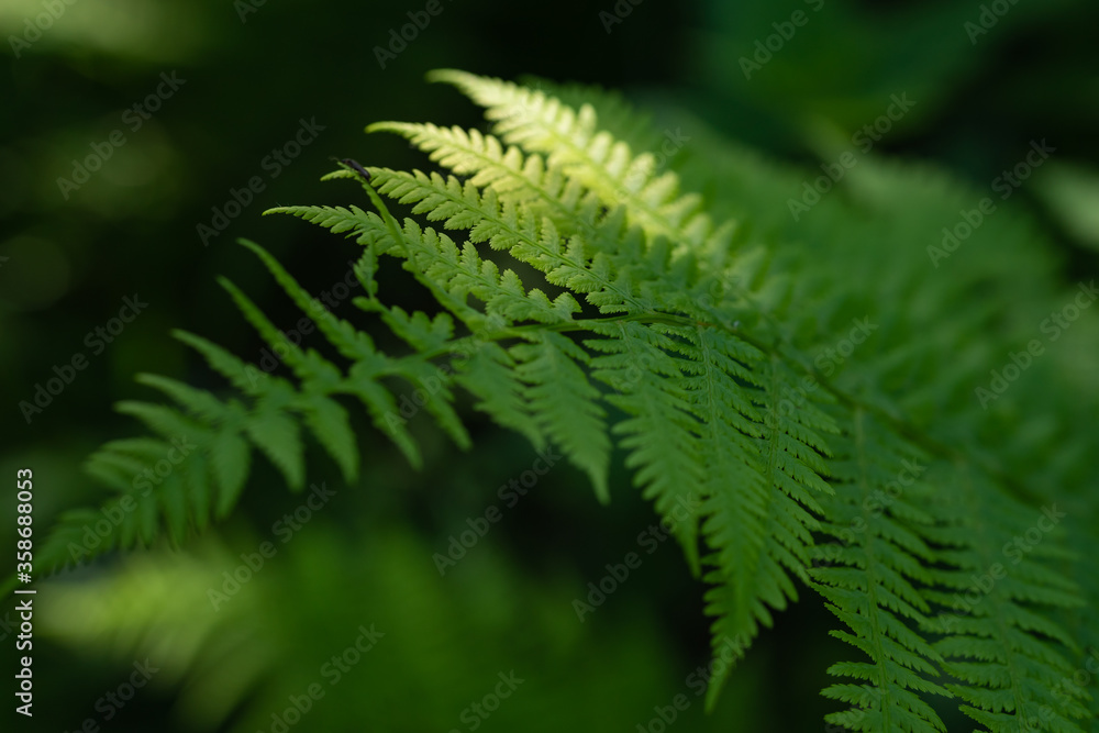 Fern grows from the ground in a forest or in a park. Nature and green plants of summer. Fern grows from the ground in a forest or in a park. Nature and green plants of summer.