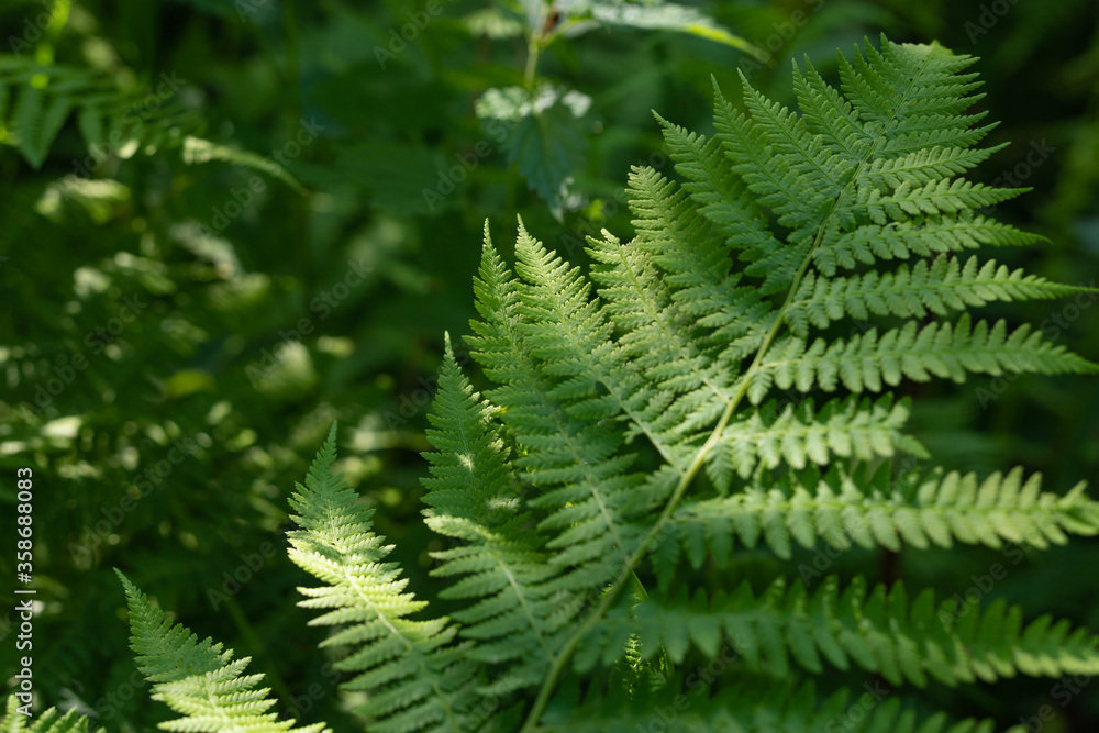 Fern grows from the ground in a forest or in a park. Nature and green plants of summer. Fern grows from the ground in a forest or in a park. Nature and green plants of summer.