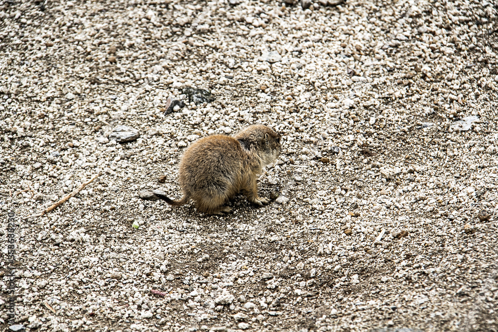 Obraz premium A prairie dog in Nagasaki Bio Park_02