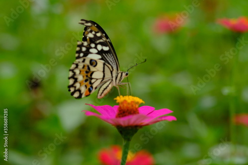 a tropical butterfly alighted on pink zinnia flowers. The butterfly sucks on honey flowers or nectar for its food. this is a symbiosis between a butterfly and a flower. macro photography. © Ika