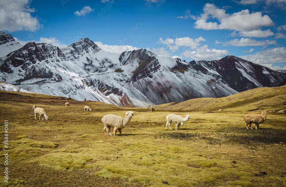 Alpacas and llamas in the Andes and the mountains of Peru
