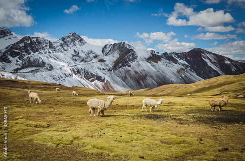 Alpacas and llamas in the Andes and the mountains of Peru