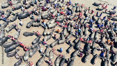 Aerial view lot of buffalos prepare for traditional culture, buffalo racing in Sumbawa, Indonesia