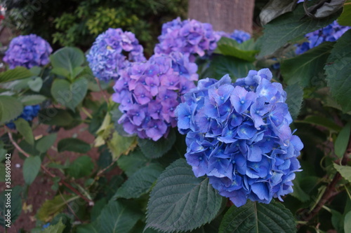 6月の日本の紫陽花の花