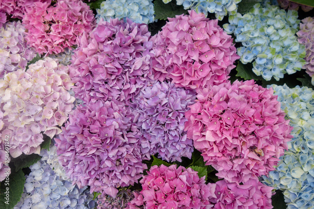 6月のカラフルな紫陽花の壁紙 6月のカラフルな紫陽花の壁紙