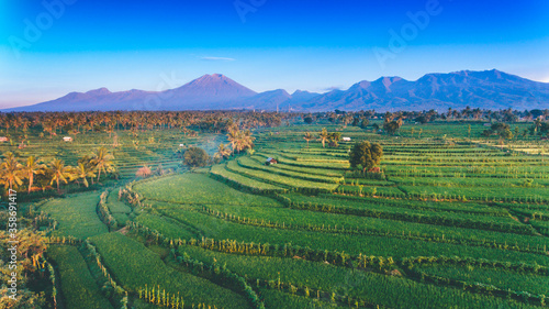 Rice Field in Lombok, Indonesia with Mount Rinjani at the background. Captured with drone