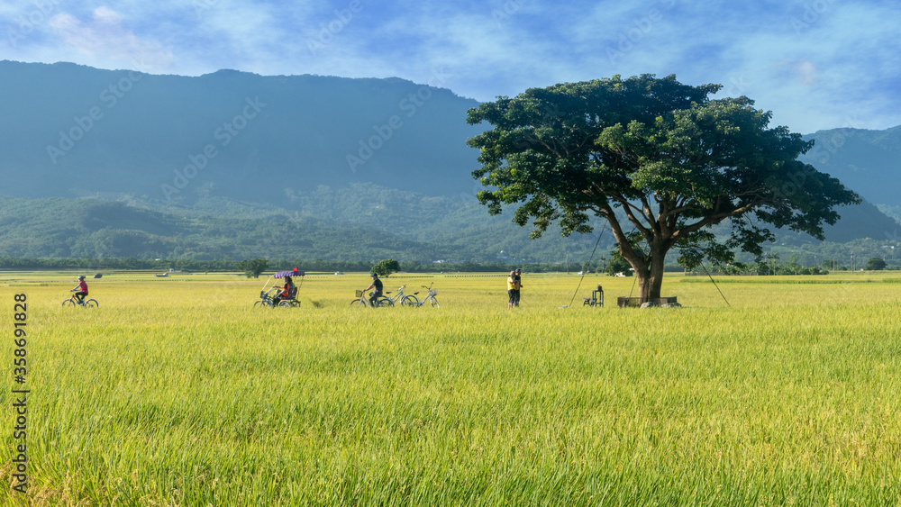 Aerial view of Beautiful Rice Fields in taitung . Taiwan Aerial view of Beautiful Rice Fields in taitung . Taiwan