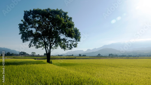 Aerial view of Beautiful Rice Fields in taitung . Taiwan