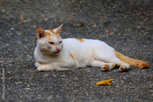 Close-up of a white cat lying on the street   © MRSUTIN