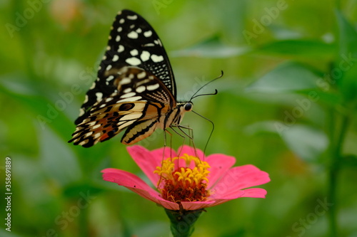 a tropical butterfly alighted on pink zinnia flowers. The butterfly sucks on honey flowers or nectar for its food. this is a symbiosis between a butterfly and a flower. macro photography.