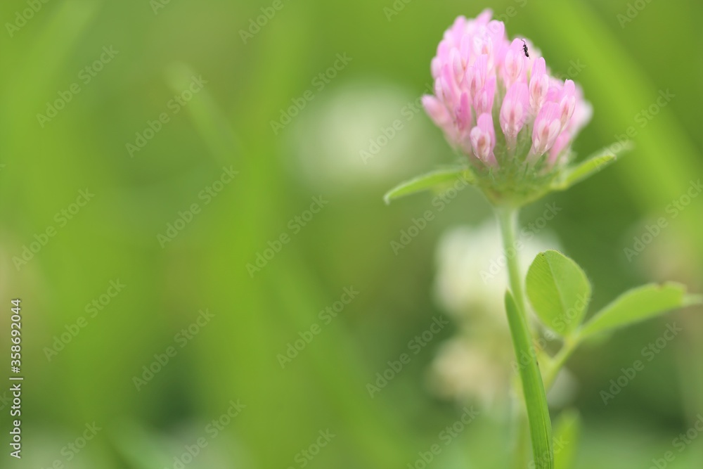 Red clover macro. Field grasses. Summer meadow flowers background.Fodder clover.Nature summer background Red clover macro. Field grasses. Summer meadow flowers background.Fodder clover.Nature summer background