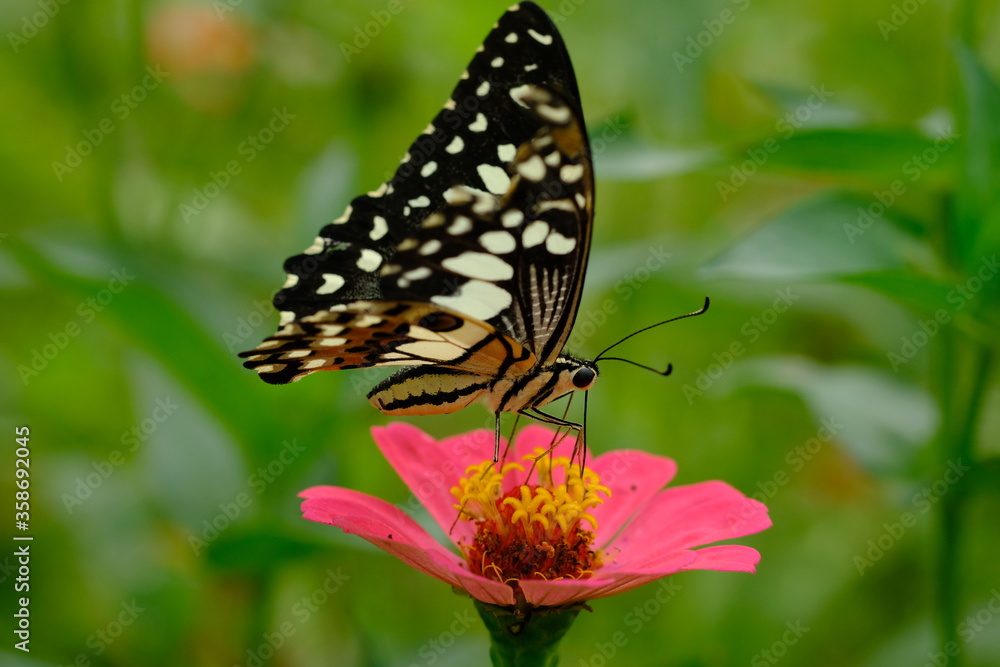 a tropical butterfly alighted on pink zinnia flowers. The butterfly sucks on honey flowers or nectar for its food. this is a symbiosis between a butterfly and a flower. macro photography. a tropical butterfly alighted on pink zinnia flowers. The butterfly sucks on honey flowers or nectar for its food. this is a symbiosis between a butterfly and a flower. macro photography.