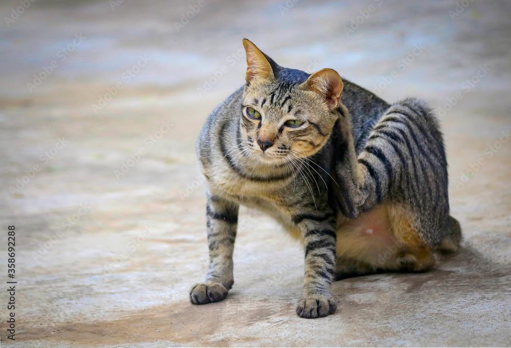 Obraz premium The cat has the pattern like a tiger lying on the street.