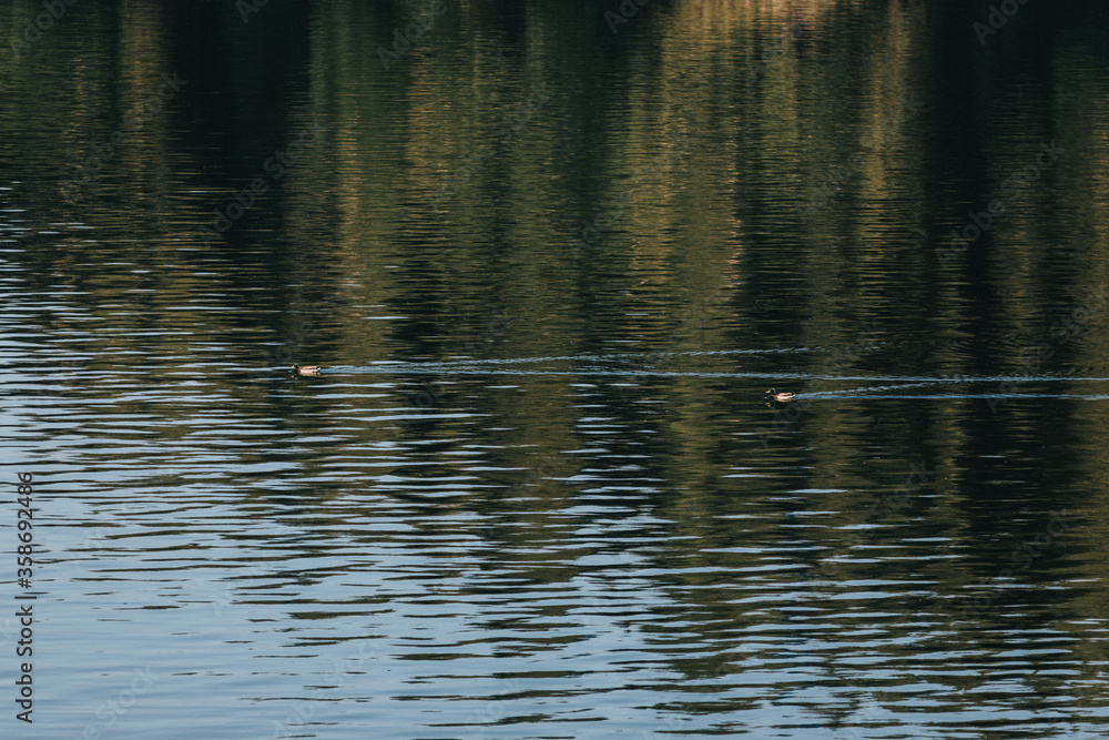 reflection in water with ducks reflection in water with ducks