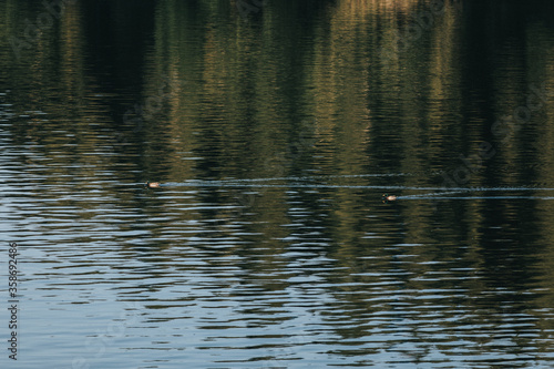 reflection in water with ducks