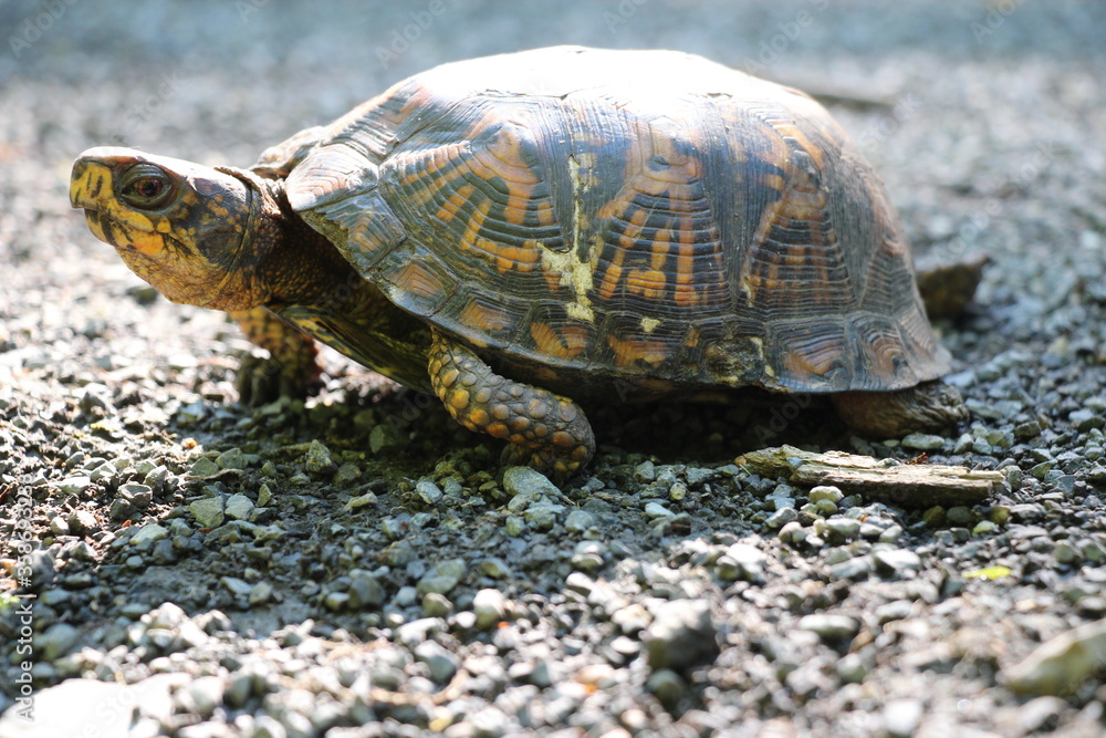 Obraz premium Curious box turtle crossing trail