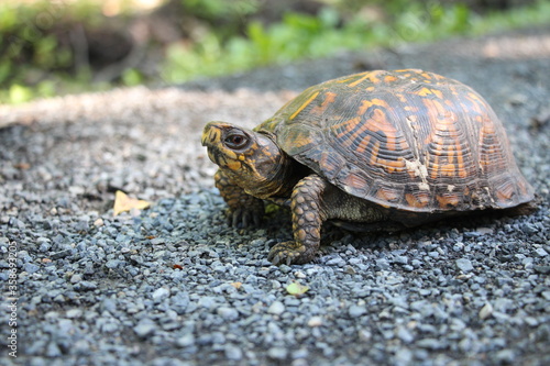 Curious box turtle crossing trail © Raun
